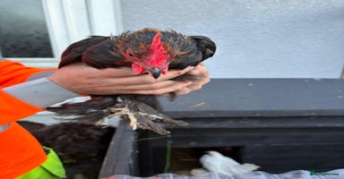Chickens poultry - Advert 13