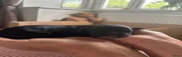 Cavapoo dogs for sale: 4 Beautiful Cavapoo puppies - Advert 5
