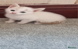 Mixed Breed cats for sale: Stunning kittens  - Image 3