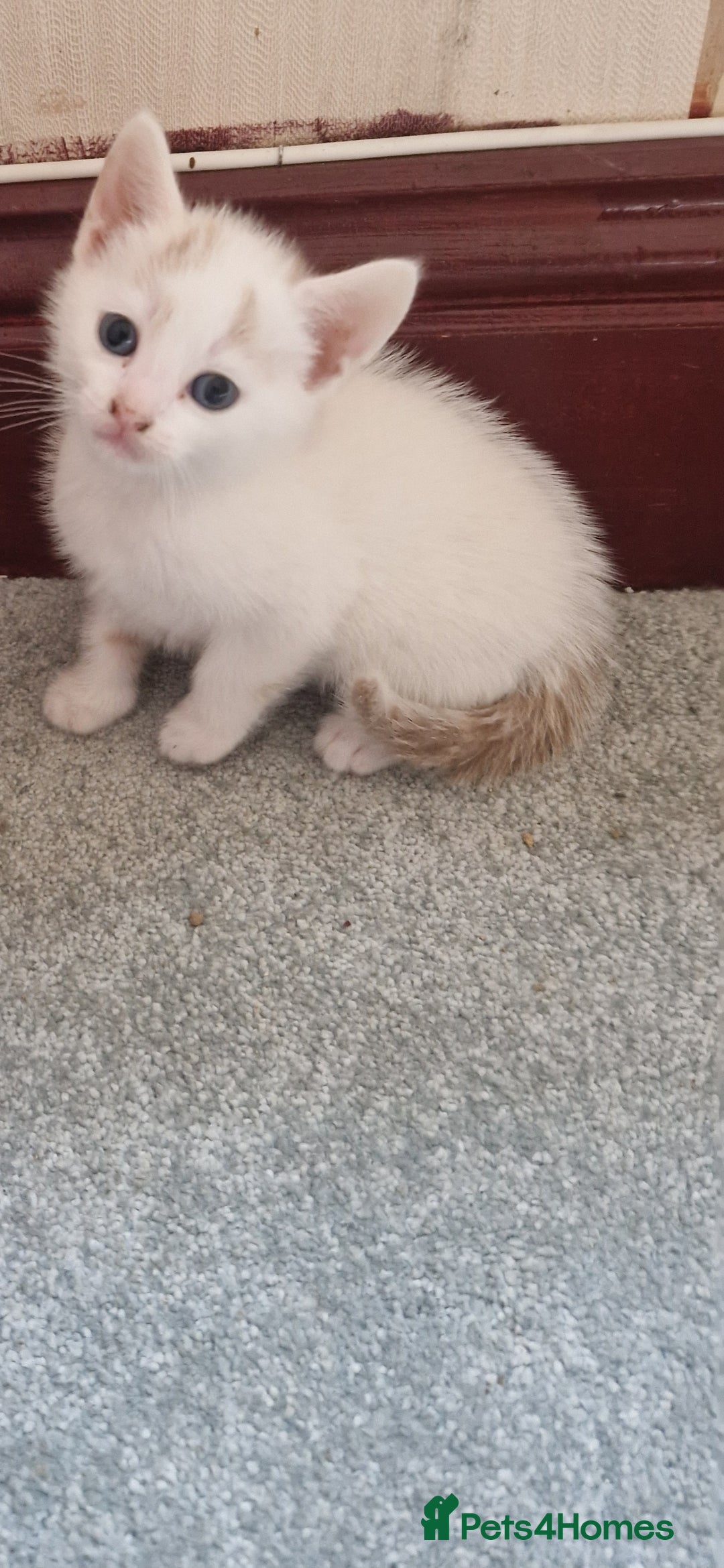 Mixed Breed cats for sale: Stunning kittens  - Image 3