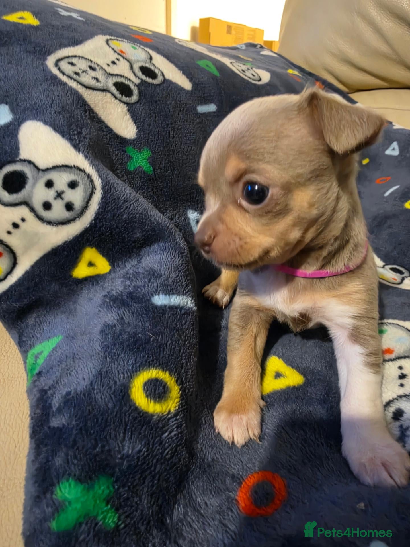 Chihuahua dogs for sale: Beautiful Chihuahua Puppies Lookin for 4ever Homes - Advert 2