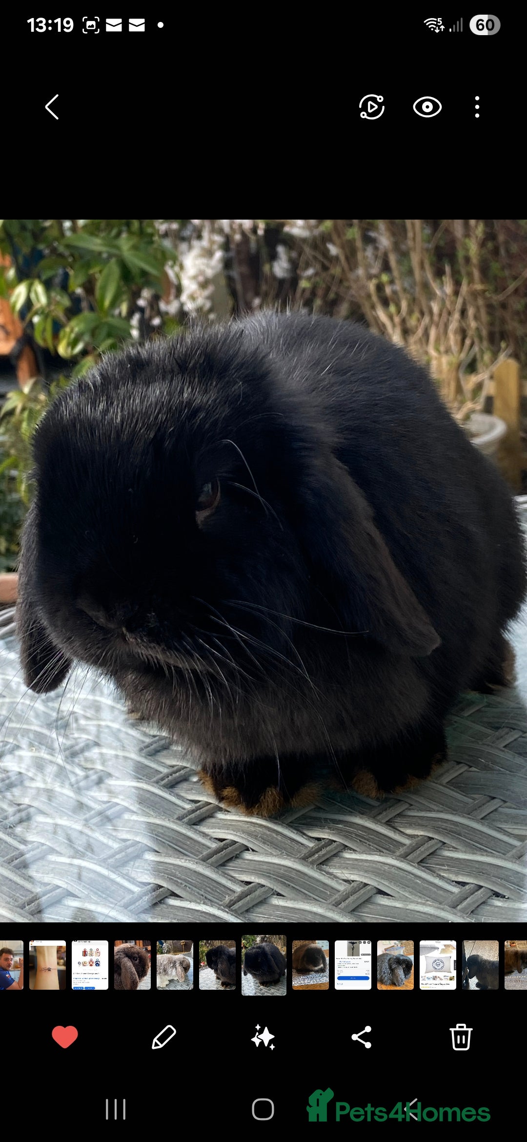 Mini Lop rabbits for sale: Minilop - Advert 2