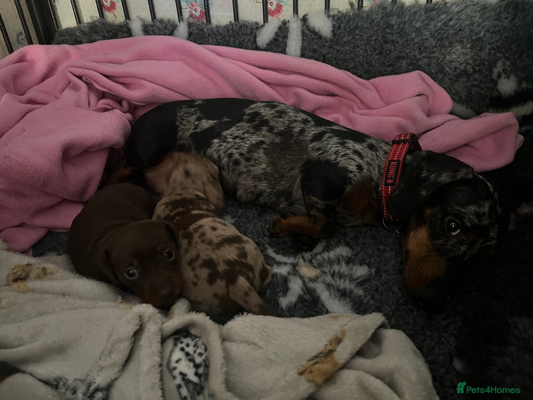 Miniature Dachshund dogs for sale: Sweet princess brown and tan miniature daushund🩷 - Advert 10