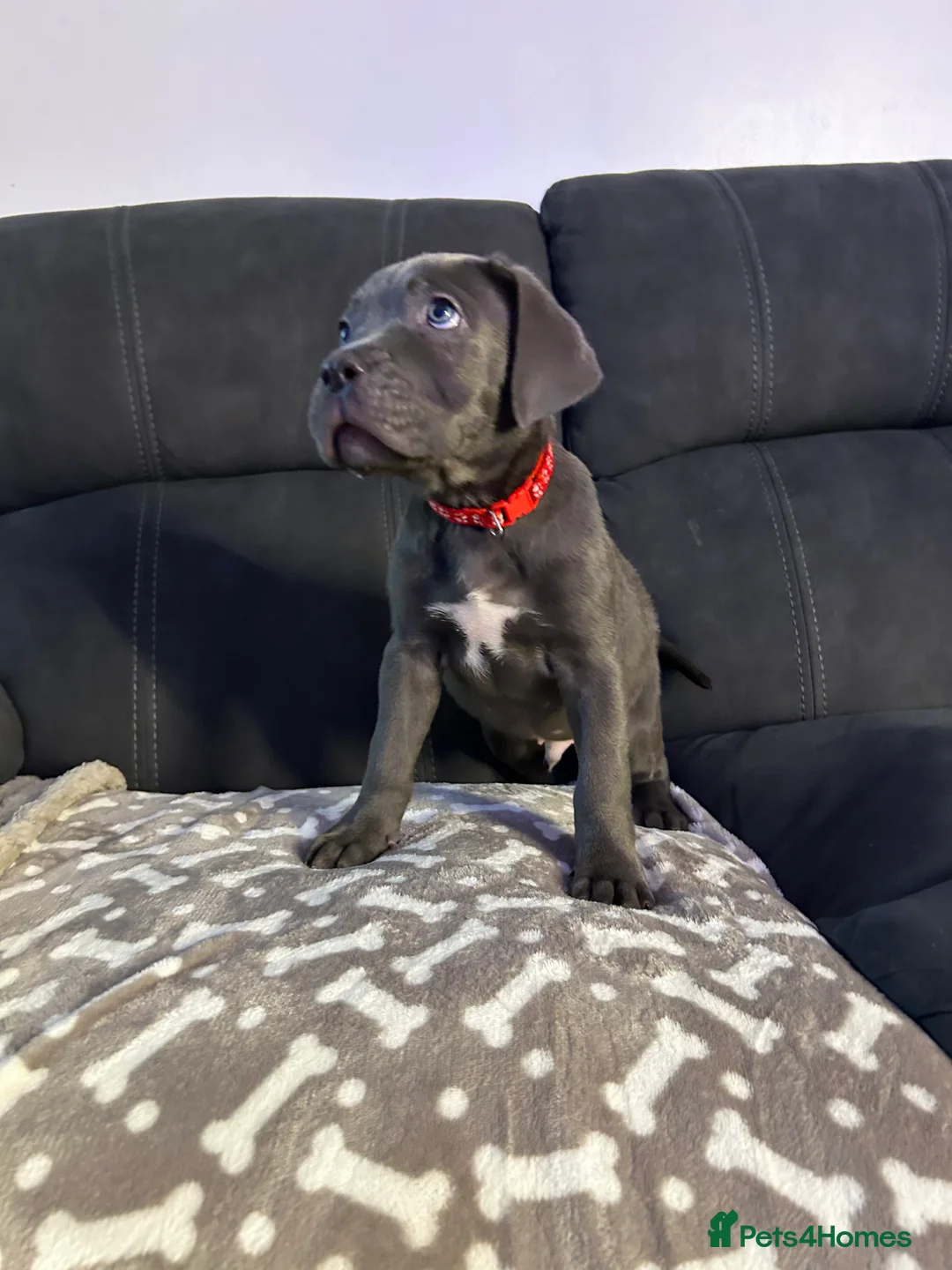 Cane Corso dogs for sale: Cane corso champion bloodline pups  - Advert 35
