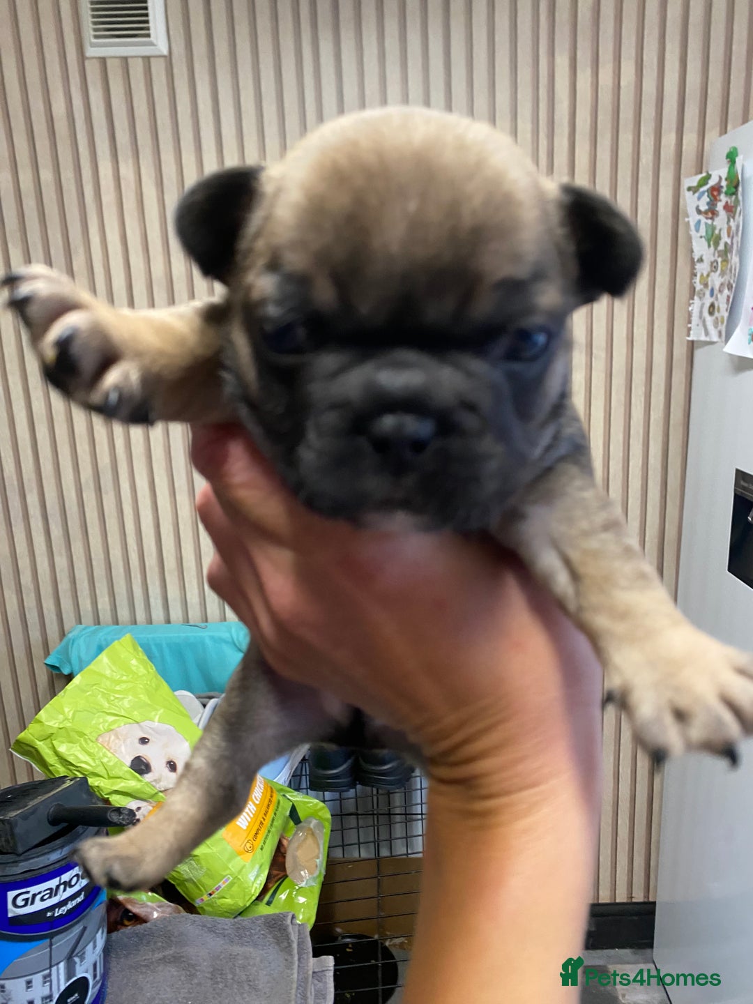 French Bulldog dogs for sale: 2 male French bulldog puppies for sale  - Image 2