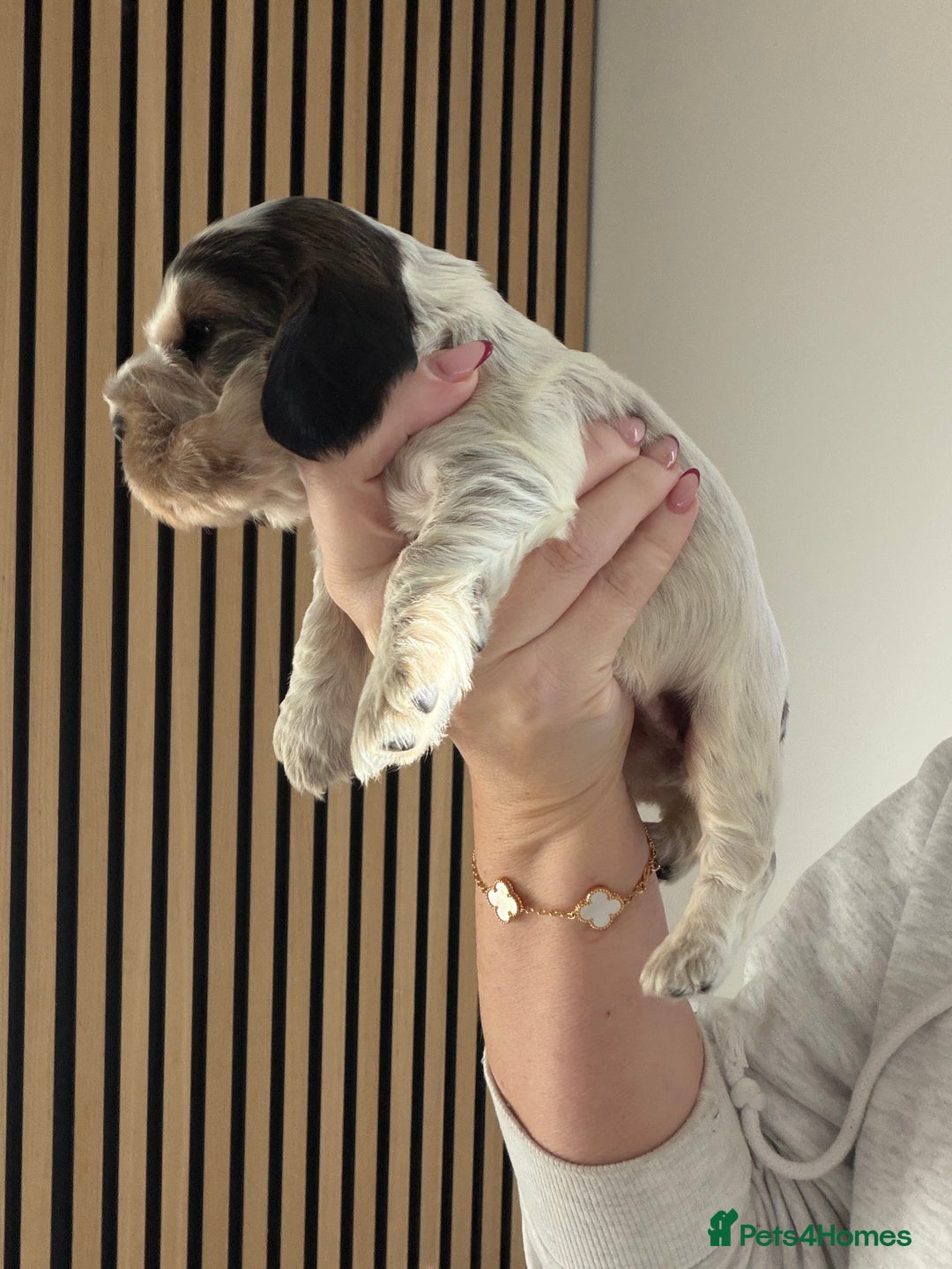 Cocker Spaniel dogs for sale: 🐶Rizi Bizi 🐶🐾 full pedigree show spaniels🐾  - Advert 25