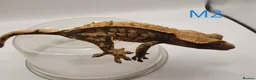 Gecko reptiles for sale: Sub adult crested geckos - Advert 18