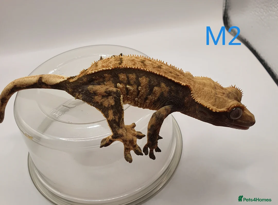 Gecko reptiles for sale: Sub adult crested geckos - Advert 18