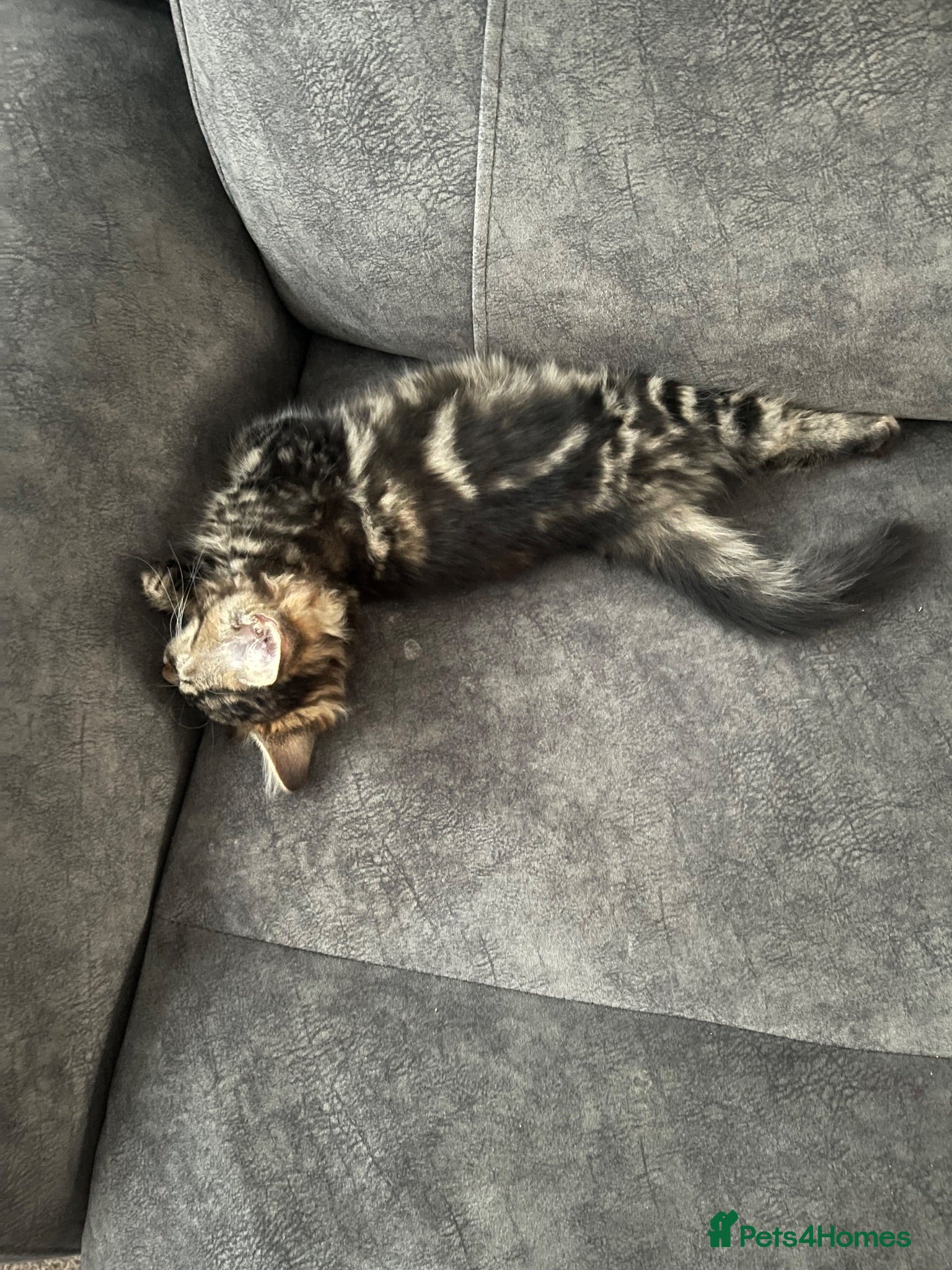 Mixed Breed cats Turkish Agura mix kitten  - Advert 1