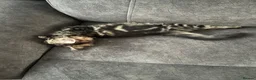 Mixed Breed cats for sale: Turkish Agura mix kitten  - Advert 1