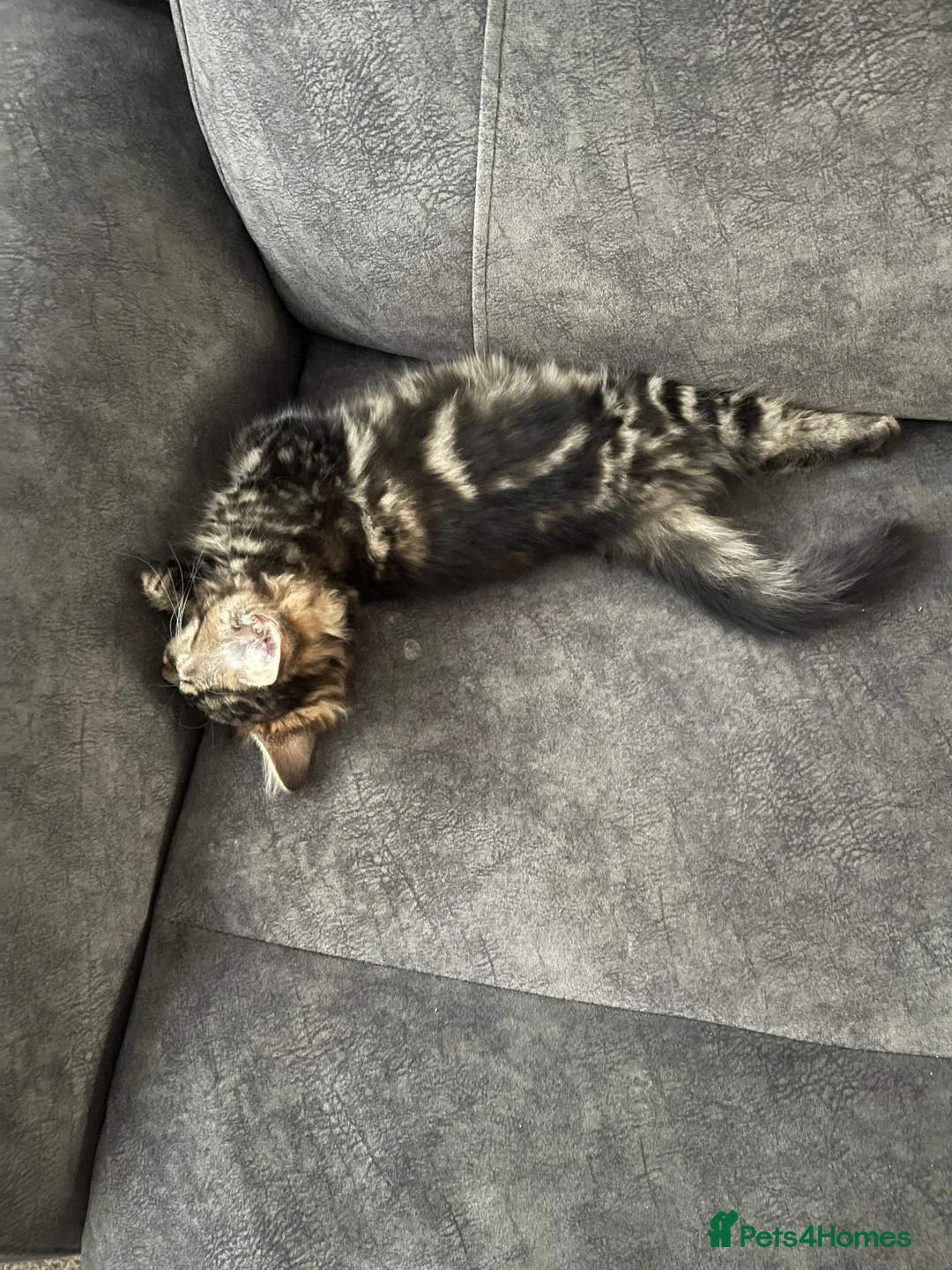 Mixed Breed cats for sale: Turkish Agura mix kitten  - Advert 1