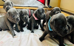 Staffordshire Bull Terrier dogs for sale: KC Registered Blue Staffordshire bull terrier - Image 33