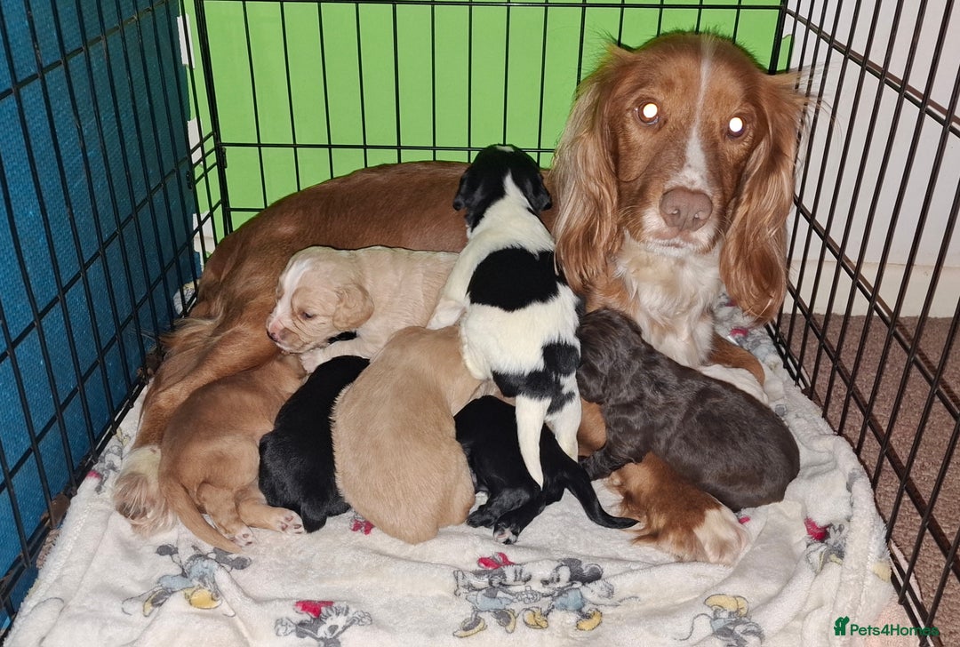 Cocker Spaniel dogs for sale: Beautiful working cocker spaniel puppies for sale - Advert 10