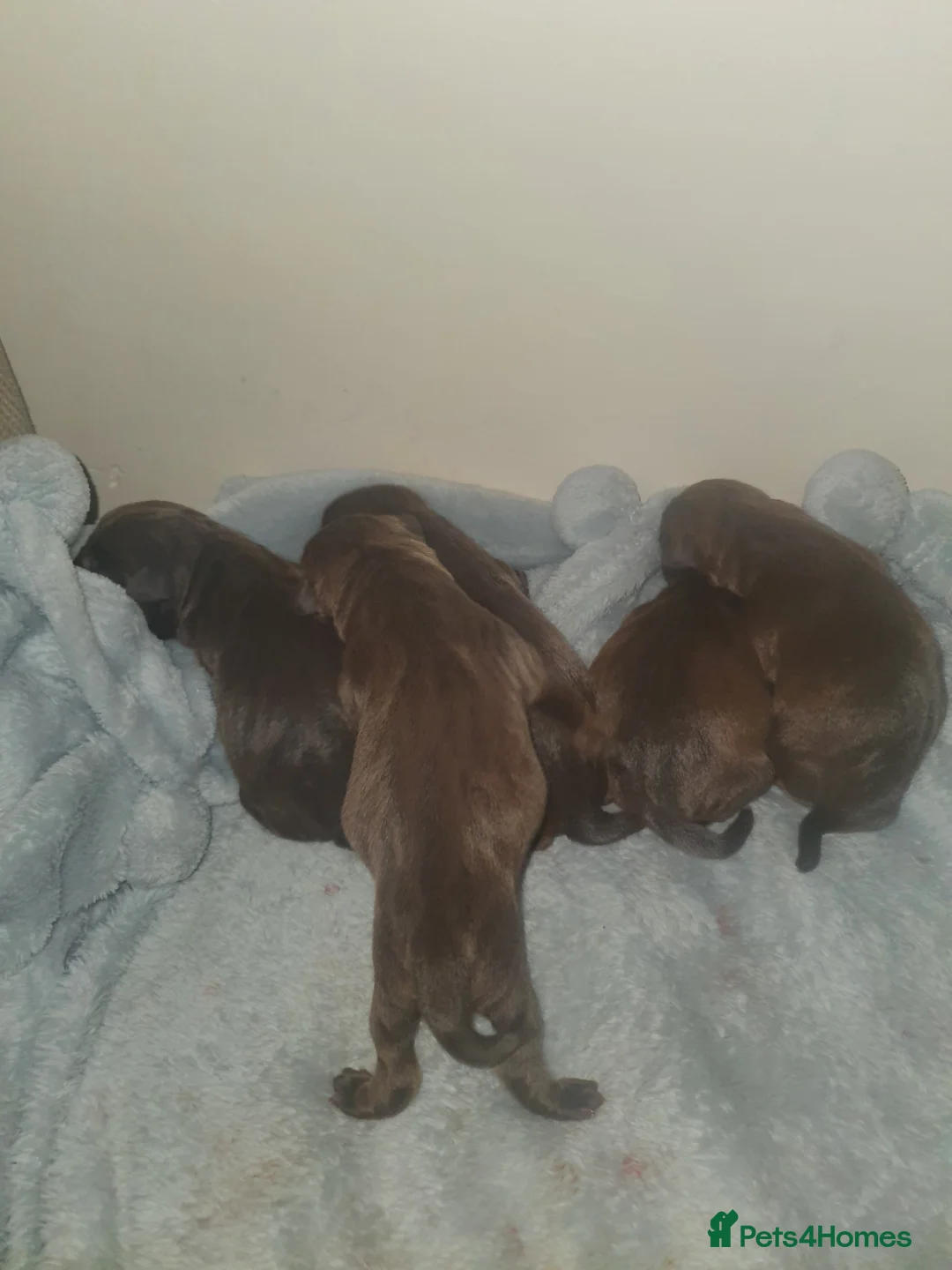 Patterdale Terrier dogs for sale: 5 patterdale puppies - Advert 11
