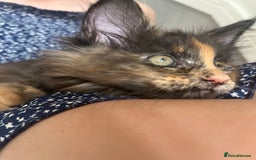 Maine Coon cats for sale: *READY* Stunning Tica Maine Coons - Image 4