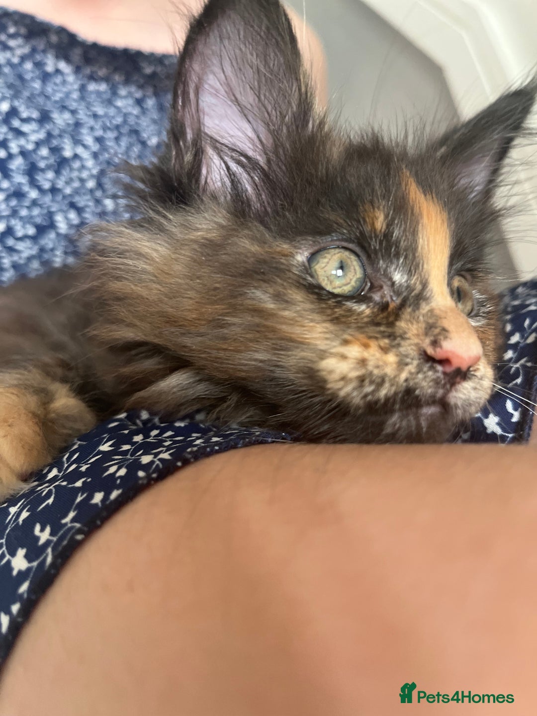 Maine Coon cats for sale: *READY* Stunning Tica Maine Coons - Image 4