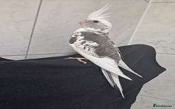 Cockatiels birds for sale: Silly hand tamed baby cockatiels for sale  - Image 15