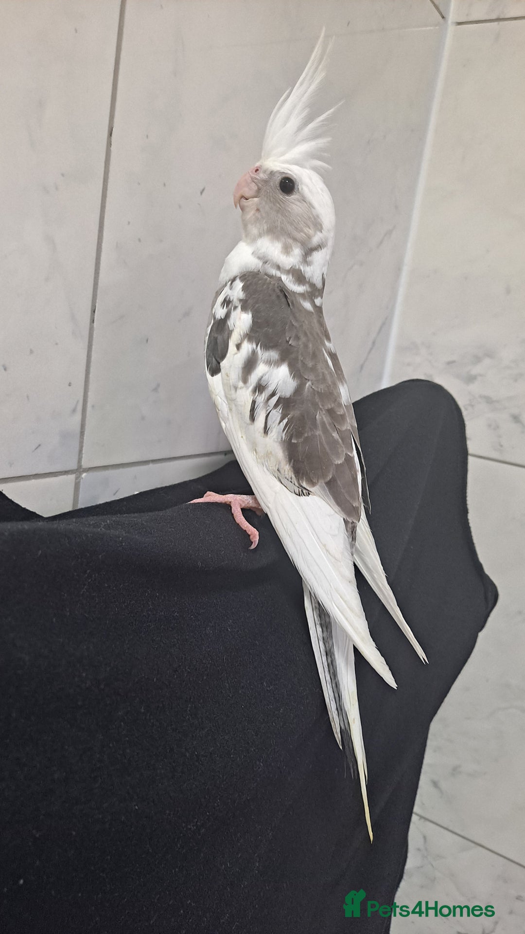 Cockatiels birds for sale: Silly hand tamed baby cockatiels for sale  - Image 15