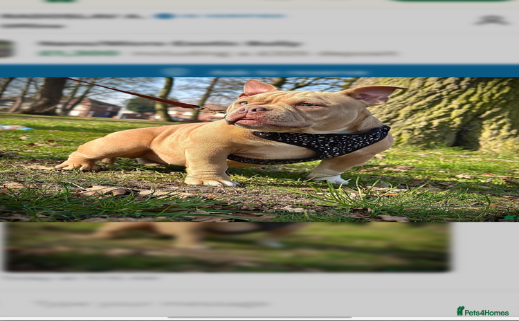 American Bully dogs - Advert 1
