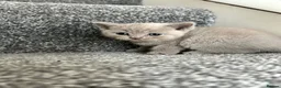 British Shorthair cats for sale: Stunning British shorthair kittens  in Birmingham - Advert 28