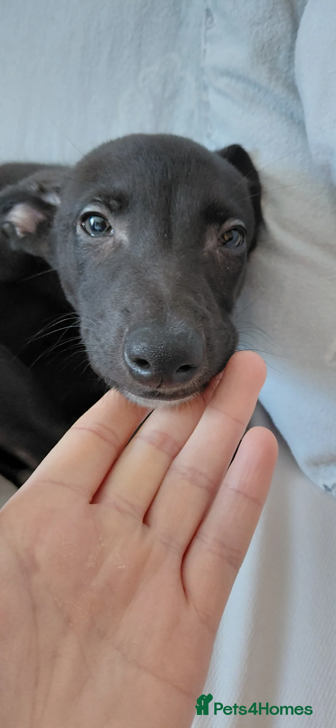 Mixed Breed dogs for sale: 10 week male italian greyhound puppy - Advert 3