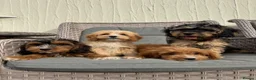 Cockapoo dogs for sale: F1 pra clear Cockapoos(council licensed) - Advert 8