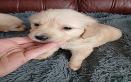 Golden Retriever dogs for sale: Cream golden retriver for sale ONLY 2 Available  - Image 12