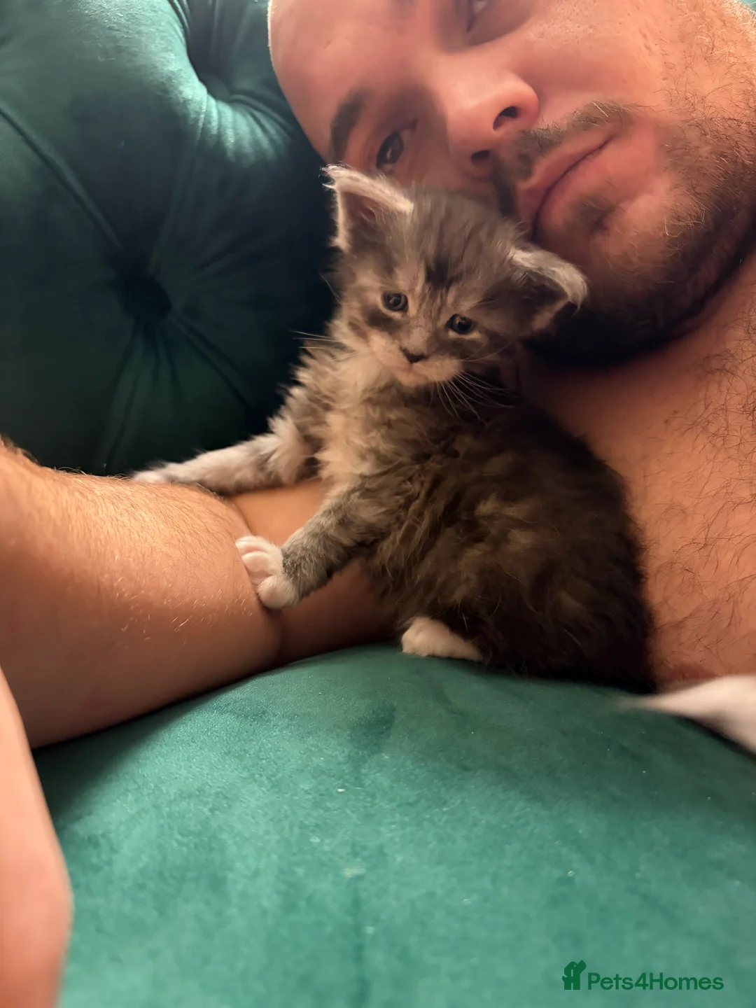 Maine Coon cats for sale: PUREBRED MAINE COON KITTENS! - Advert 13