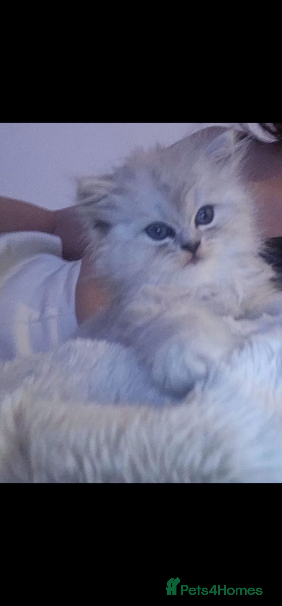 Persian cats 2 Beautiful Persian Chinchilla kittens for sale - Advert 1