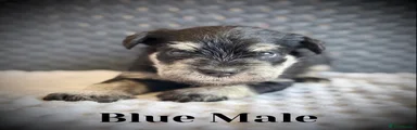 Miniature Schnauzer 4
