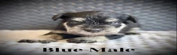 Miniature Schnauzer dogs for sale: Adorable Black & silver miniature schnauzers  - Advert 10