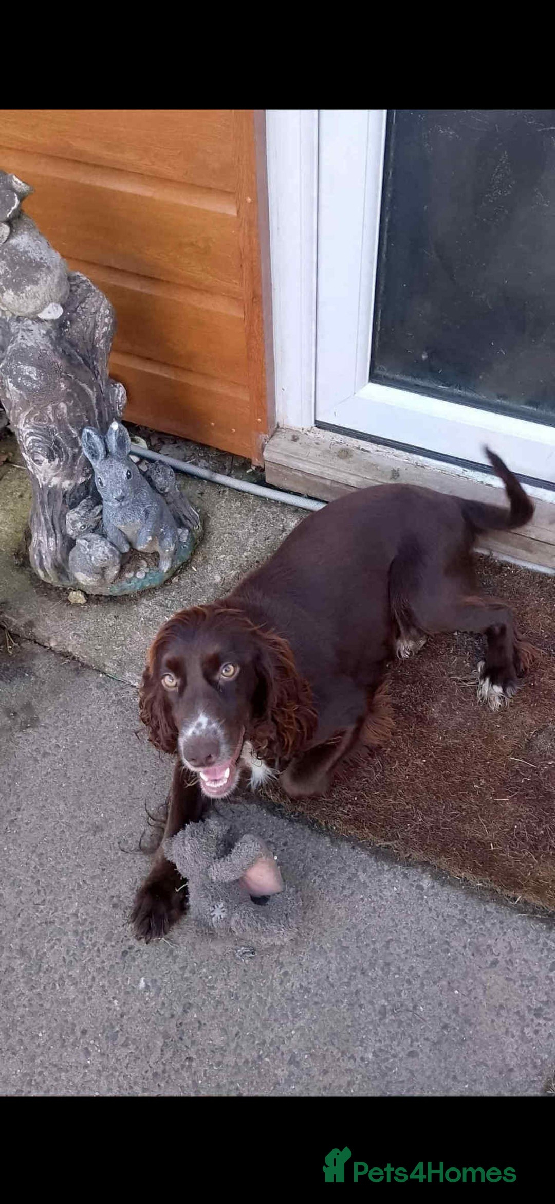 Cocker Spaniel dogs for sale: Adorable cocker spaniel puppy’s  - Image 15