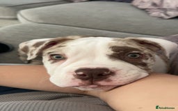 Olde English Bulldogge dogs for stud: OEB 🐶⭐️DEL~BOY ⭐️🐶 First time Stud  - Image 24