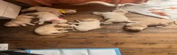 Golden Retriever dogs for sale: Golden Retrievers pure breed puppies - Advert 5