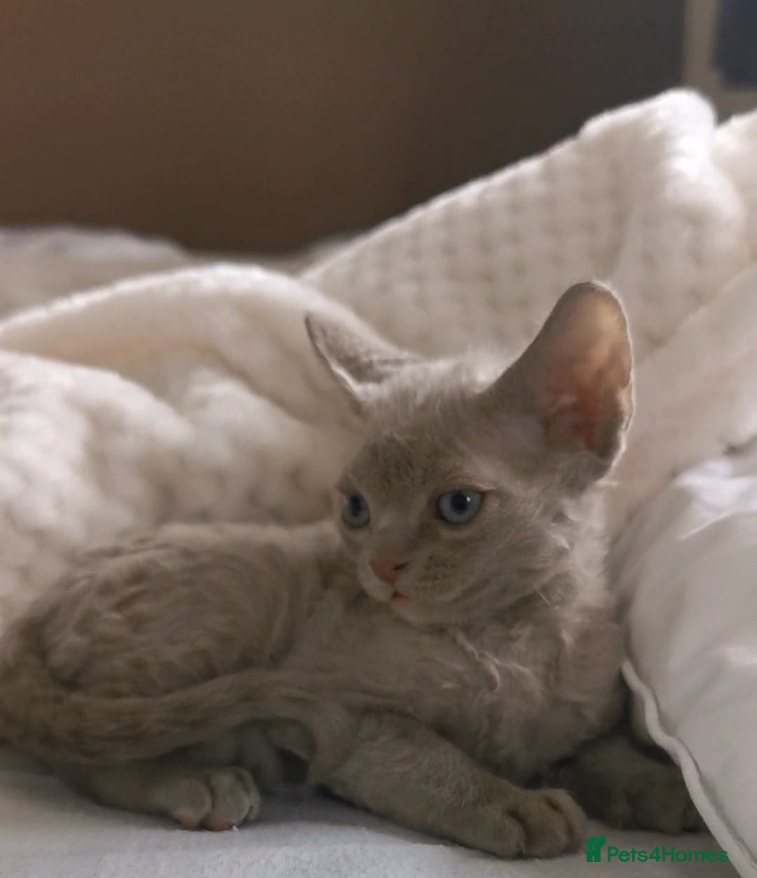 Devon Rex cats for stud: Beautiful Lilac Boy in Southampton - Image 6