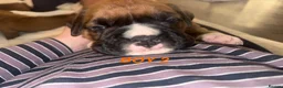 Boxer dogs for sale: Beautiful boxer puppies  - Advert 15