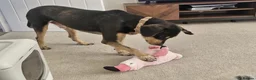 Mixed Breed dogs for sale: Aron - lovely mixed breed in Eastbourne - Advert 5