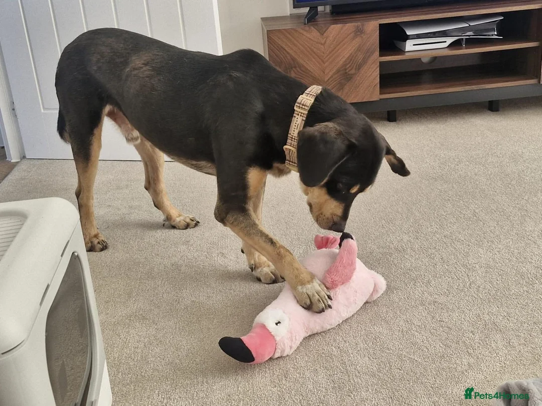 Mixed Breed dogs for sale: Aron - lovely mixed breed in Eastbourne - Advert 5
