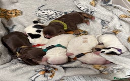 Cocker Spaniel dogs for sale: READY FOR NEW HOMES CAN LEAVE homes health tested  - Image 16