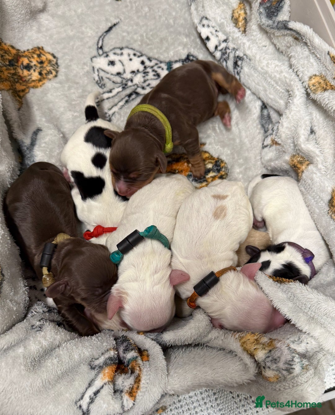 Cocker Spaniel dogs for sale: READY FOR NEW HOMES CAN LEAVE homes health tested  - Image 16