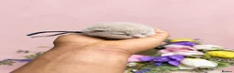 British Shorthair cats for sale: Excellently breed GCCF British Shorthair Kittens in Watford - Advert 28