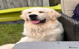 Golden Retriever dogs for sale: Male Golden Retriever  - Image 3