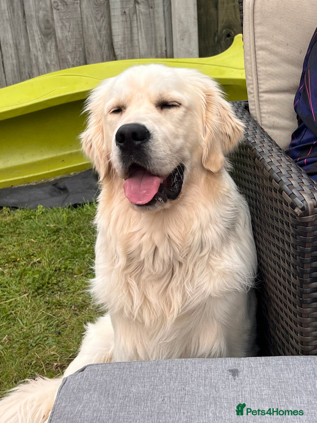 Golden Retriever dogs for sale: Male Golden Retriever  - Image 3