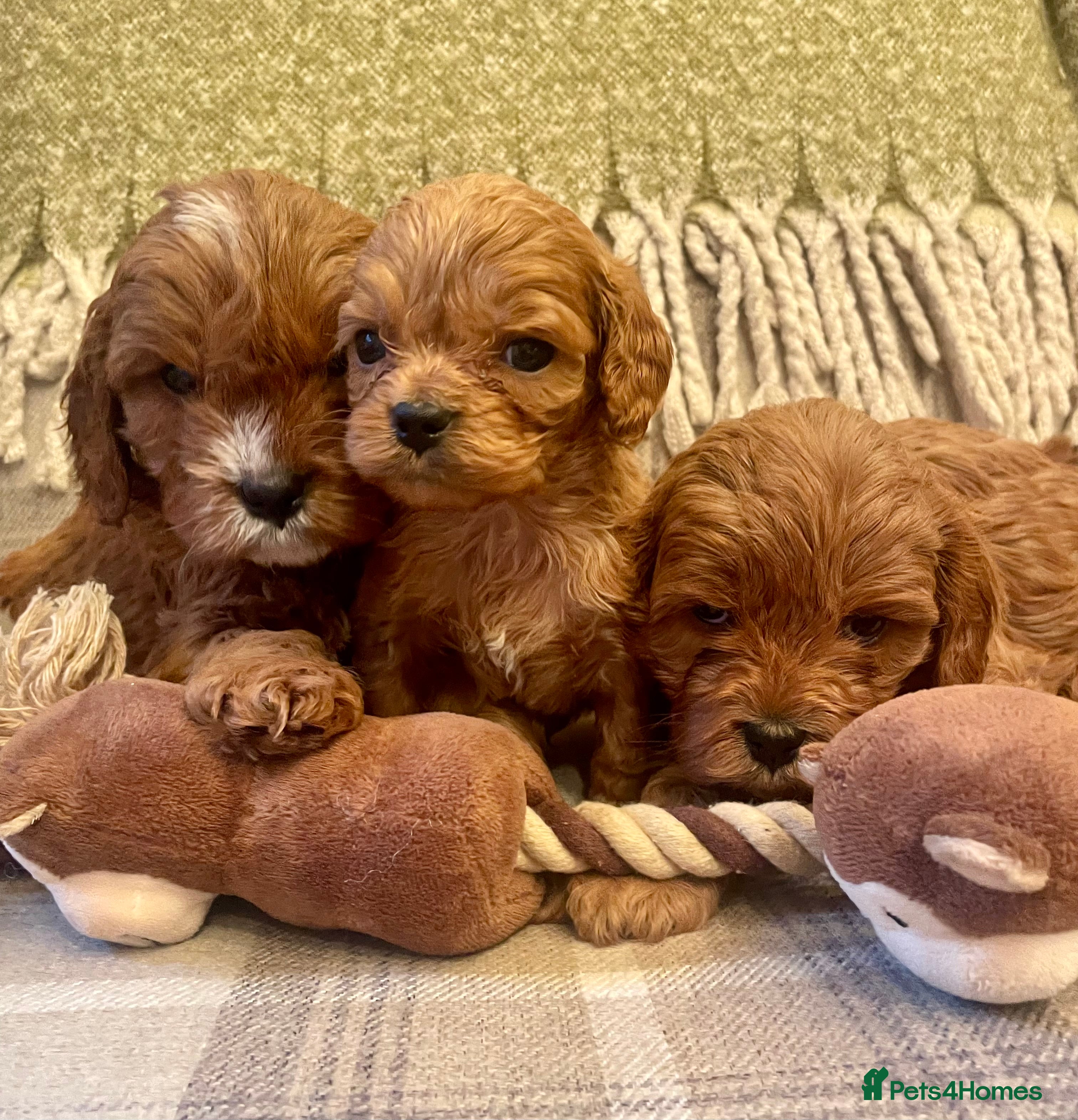 Cavapoo dogs Fabulous Deep Red Health Tested F1 Cavapoos - Advert 1