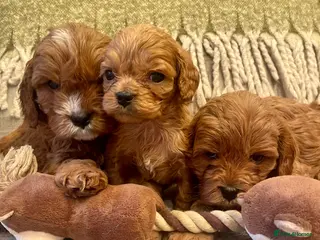 Cavapoo dogs Fabulous Deep Red Health Tested F1 Cavapoos - Advert 1