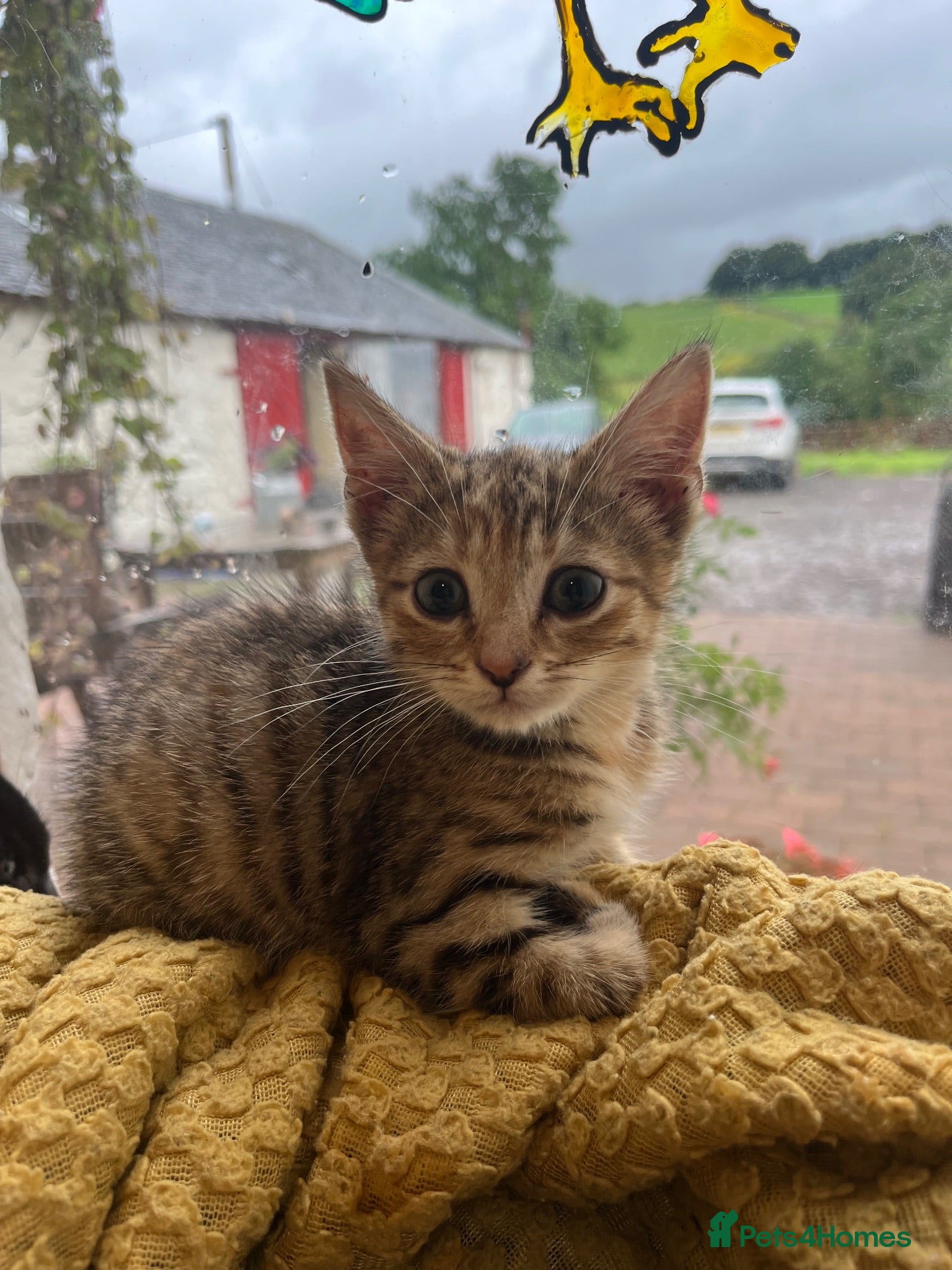 Domestic Shorthair cats Farm kittens for sale  - Advert 17