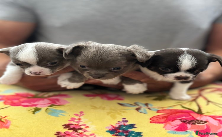 Chihuahua dogs - Advert 13