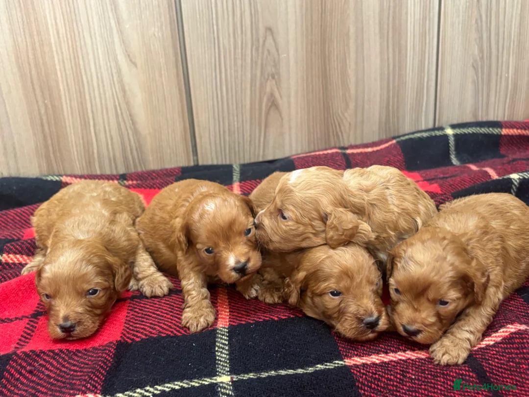 Cockapoo dogs for sale: Bella’s beautiful cockatoo puppies - Advert 1