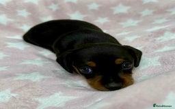 Miniature Dachshund dogs for sale: Cream Dapples & Red Dapples KC registered  - Image 10