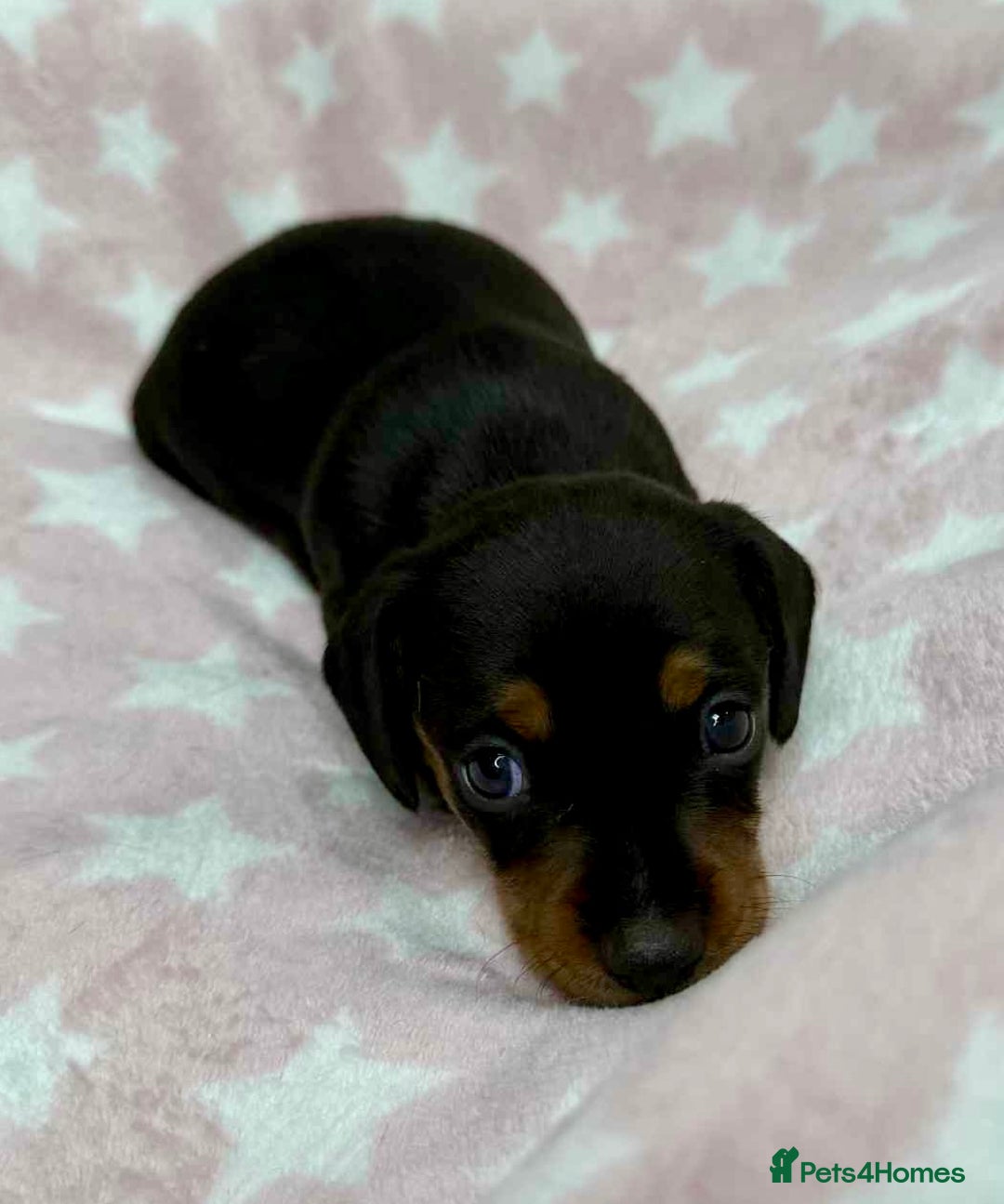 Miniature Dachshund dogs for sale: Cream Dapples & Red Dapples KC registered  - Image 10